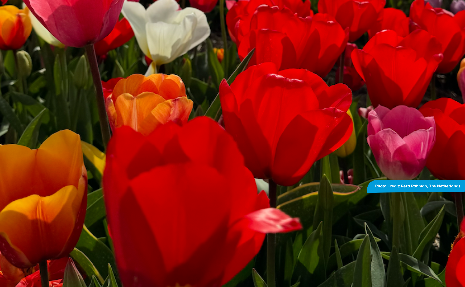 Vibrant tulip field with red, yellow, orange, and pink blooms. Photo credit: Reza Rahman, The Netherlands